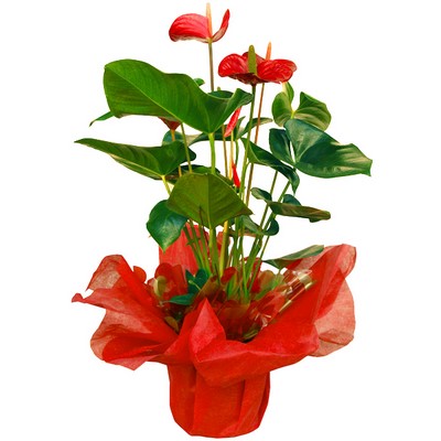 Planta anthurium rojo